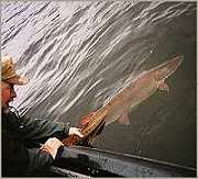 musky release photo - Eagle Sports - musky tackle, musky lures, musky rods, musky reels, musky fishing, musky fishing guides